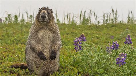 pics of bbc|Your pictures of the year 2021